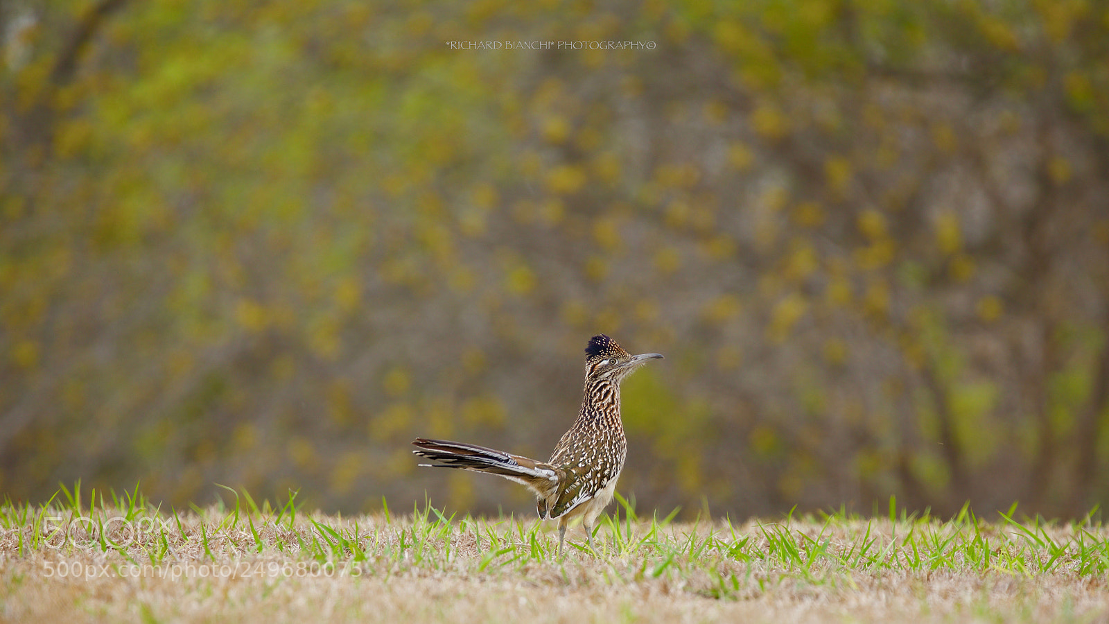 Canon EOS 5D Mark IV sample photo. Runner photography