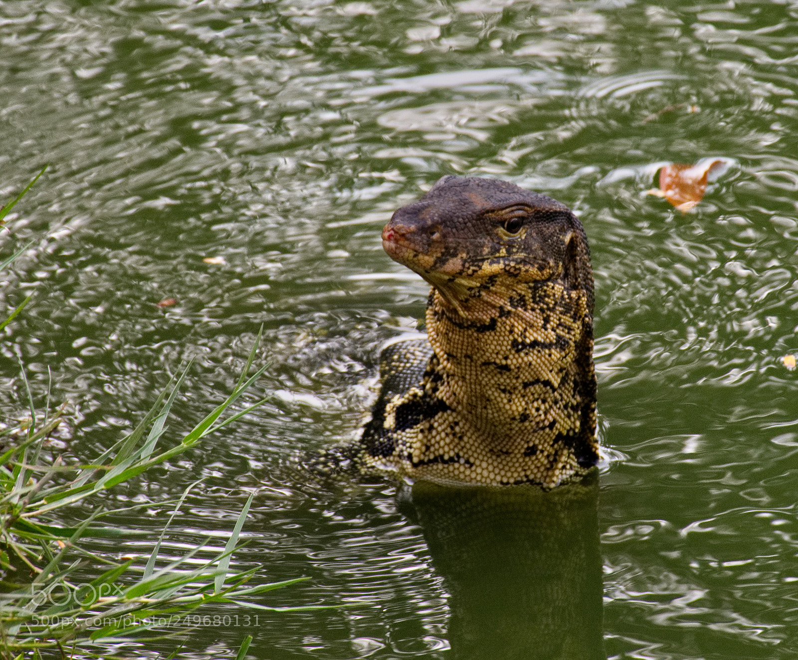 Nikon D7200 sample photo. Water monitor ii photography