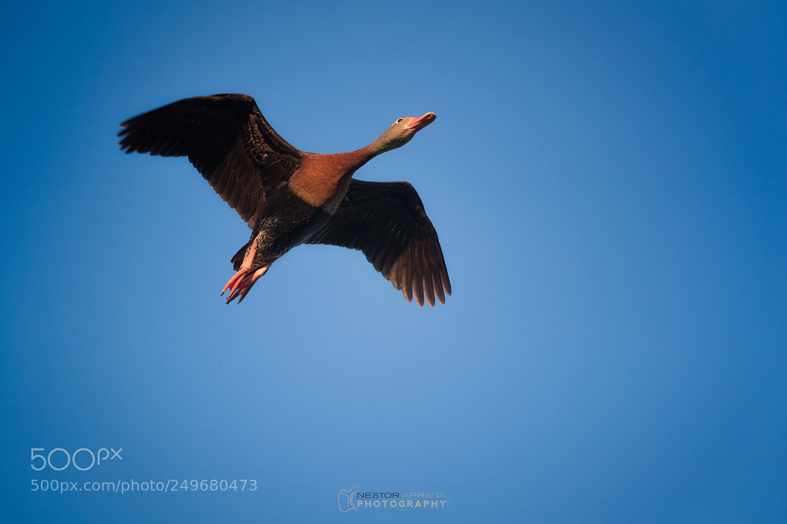Canon EOS-1D X Mark II sample photo. Whistling duck photography