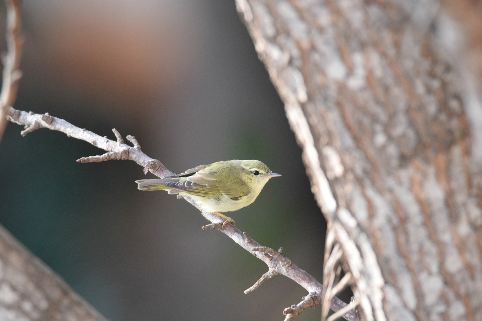 Nikon D5300 sample photo. Morning life photography