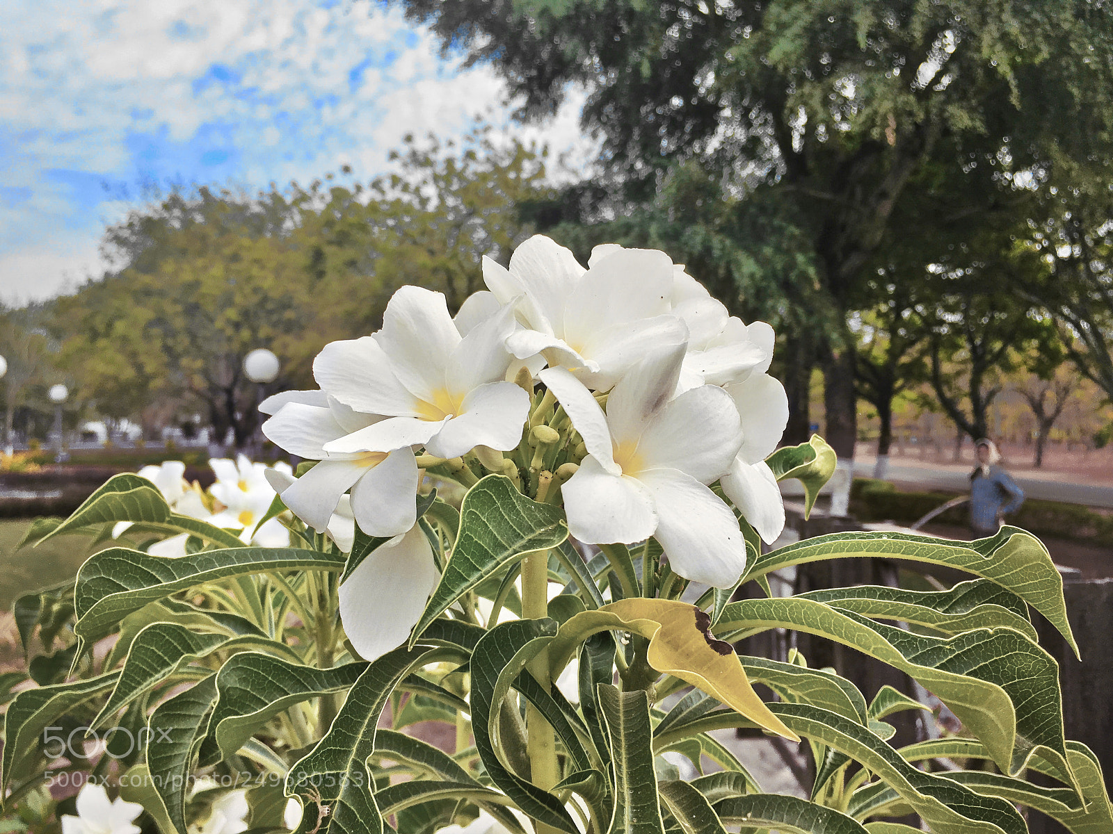 Apple iPhone SE sample photo. Plumeria flower photography
