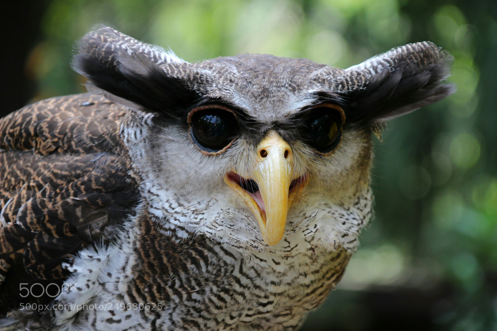 Canon EOS 100D (EOS Rebel SL1 / EOS Kiss X7) sample photo. Hibou photography