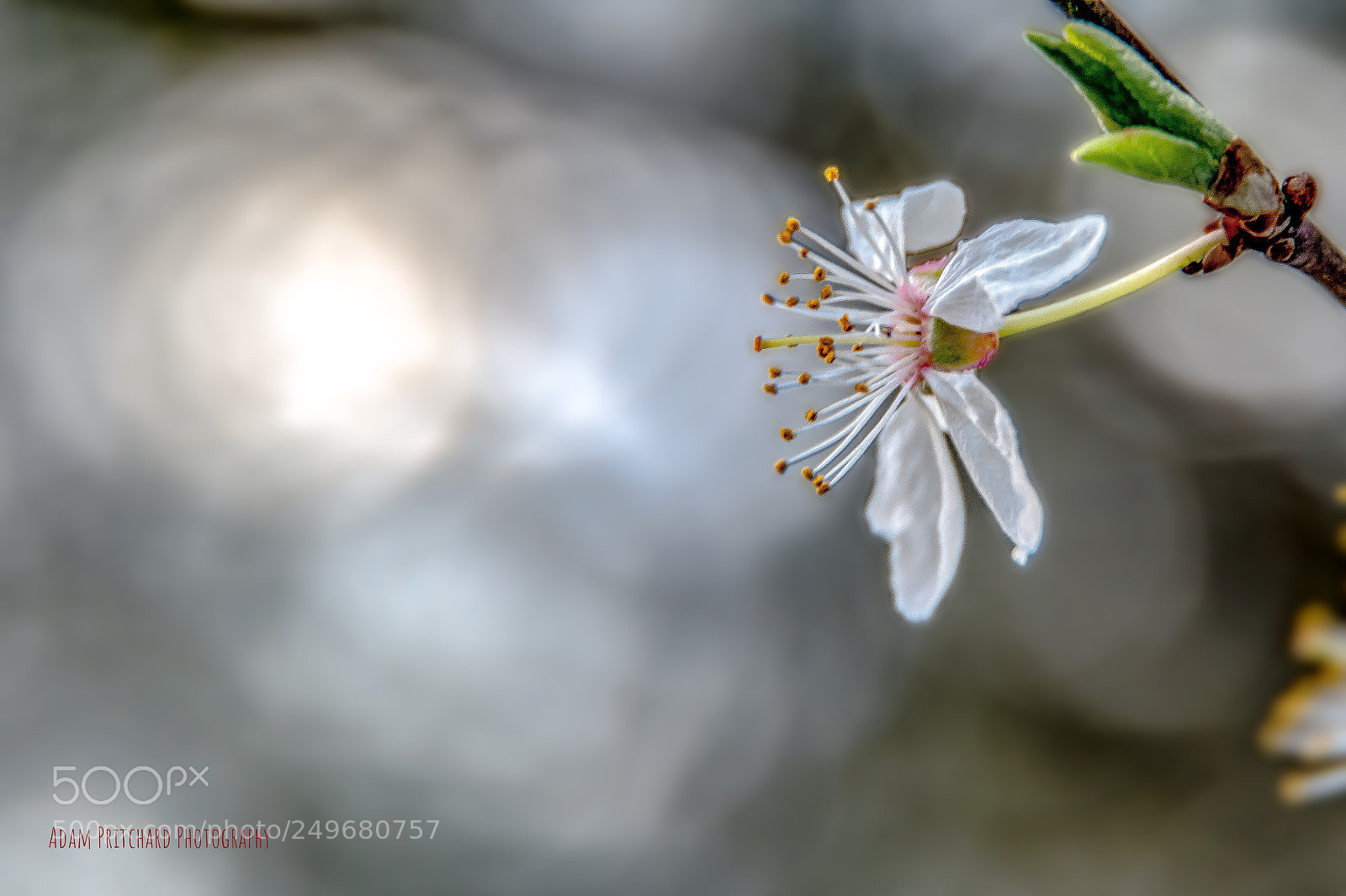 Nikon D800 sample photo. Spring photography