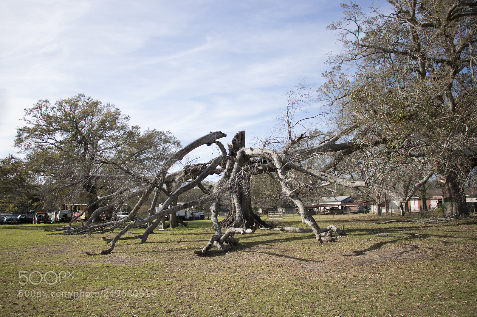 Canon EOS 80D sample photo. A broken tree photography