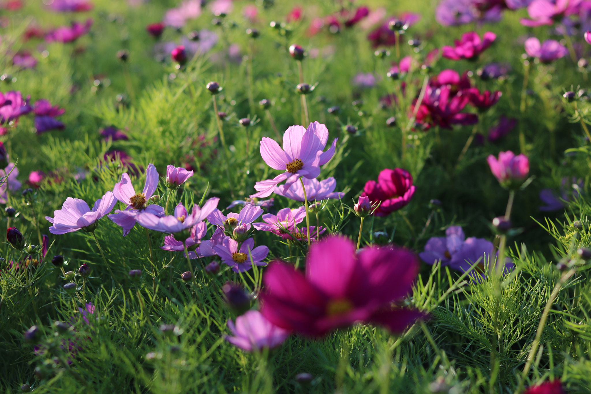 Canon EOS 760D (EOS Rebel T6s / EOS 8000D) + Canon EF 50mm F1.8 STM sample photo. Flower photography