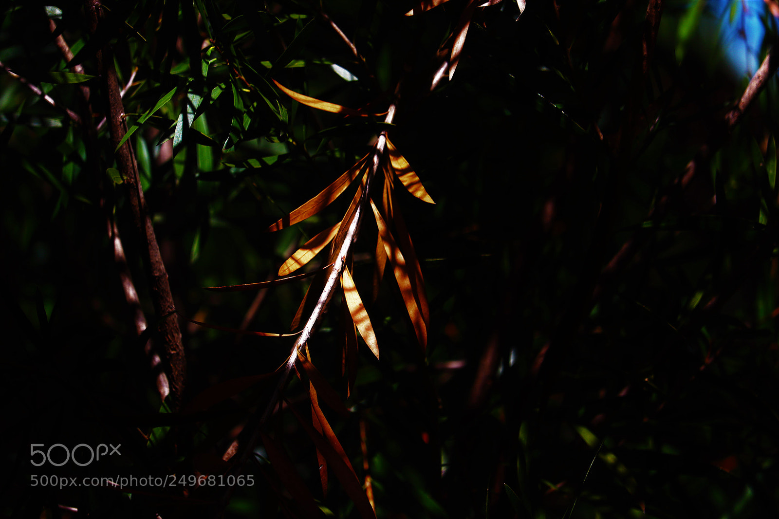 Canon EOS 80D sample photo. In the shade photography