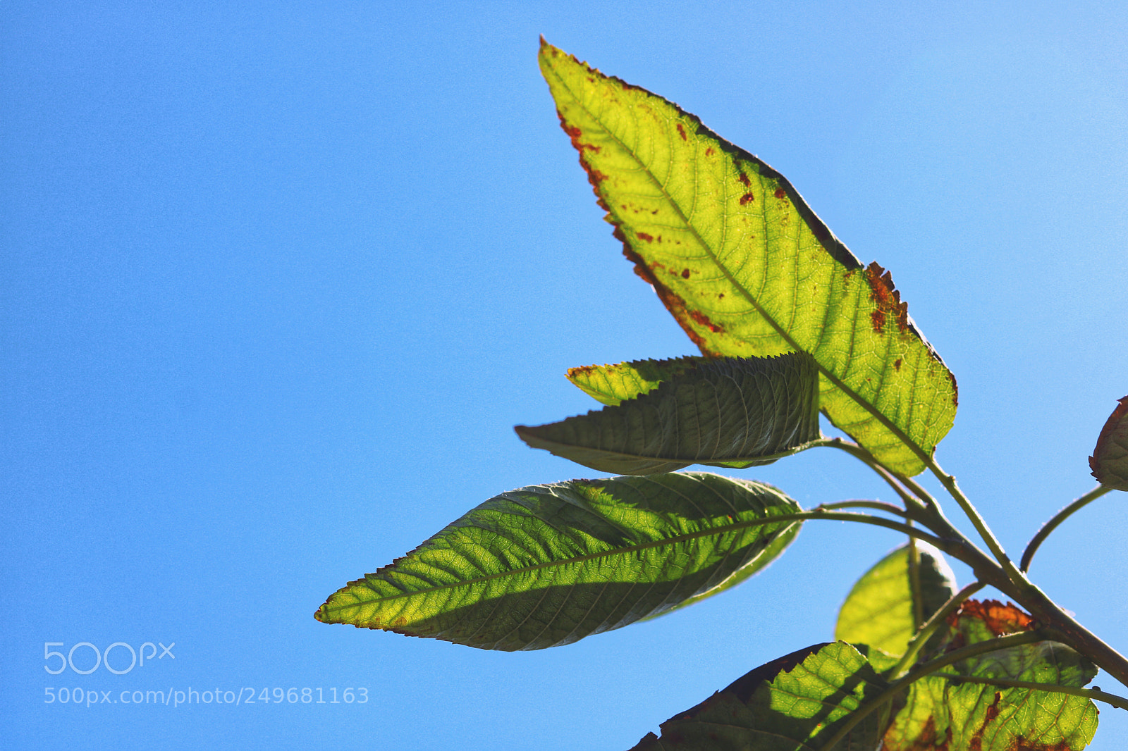 Canon EOS 760D (EOS Rebel T6s / EOS 8000D) sample photo. Tree photography