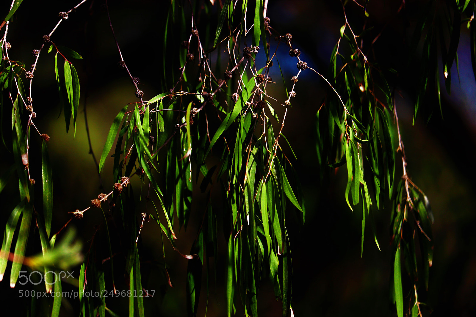 Canon EOS 80D sample photo. Glowing green photography