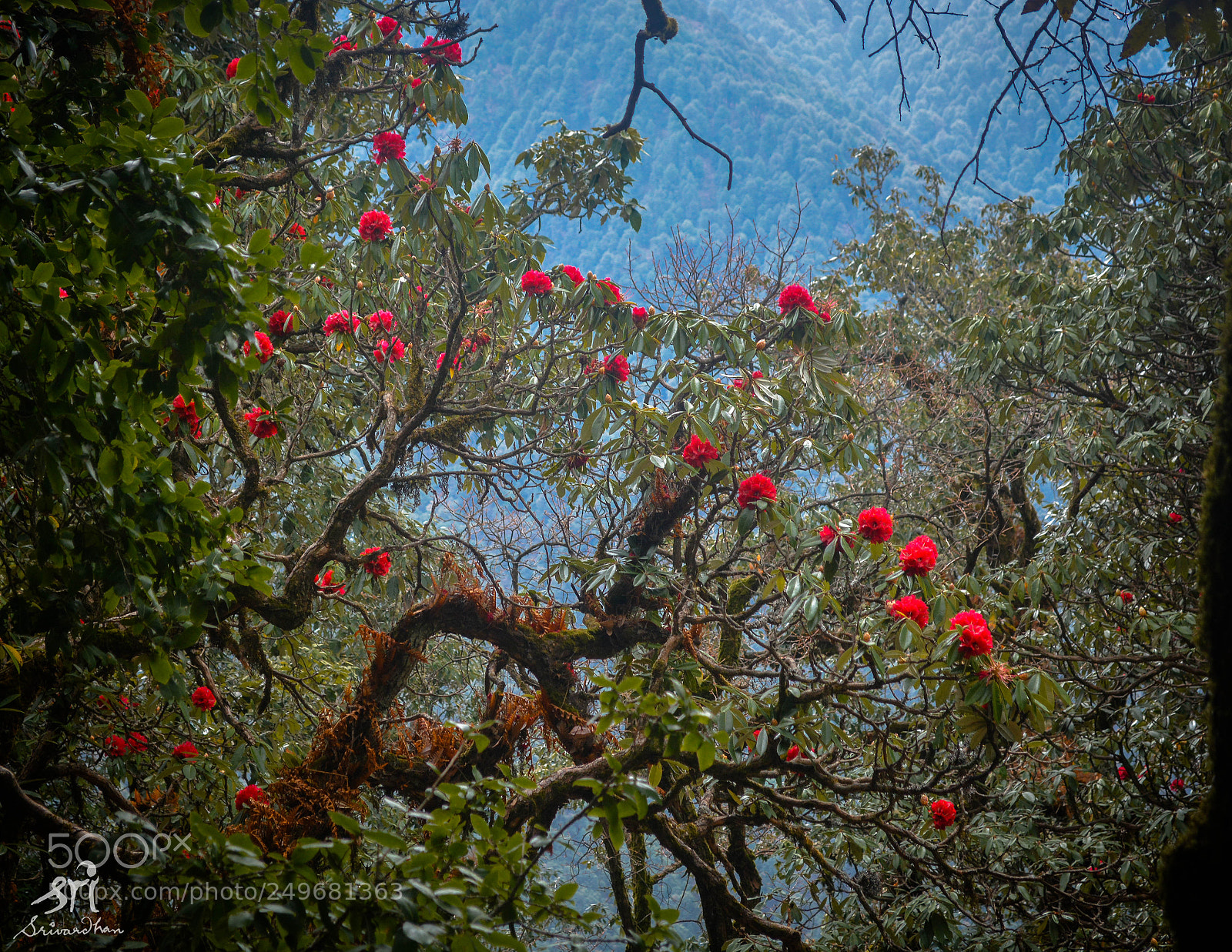 Nikon D5200 sample photo. Untitled photography
