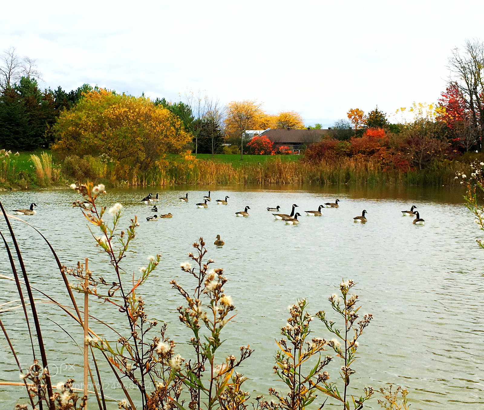 Apple iPhone SE sample photo. Ducks in the pond photography