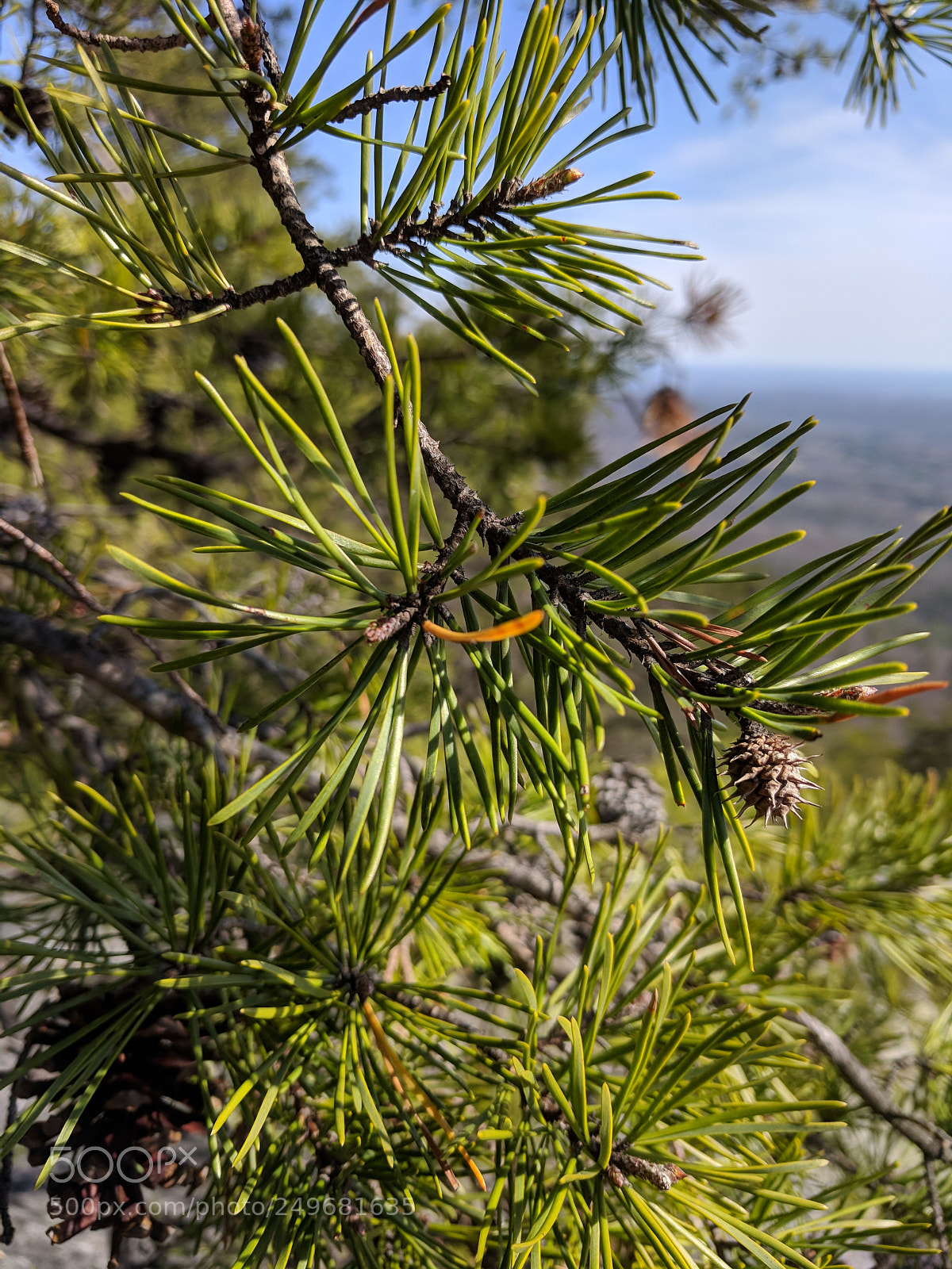 Google Pixel sample photo. Spring pine photography