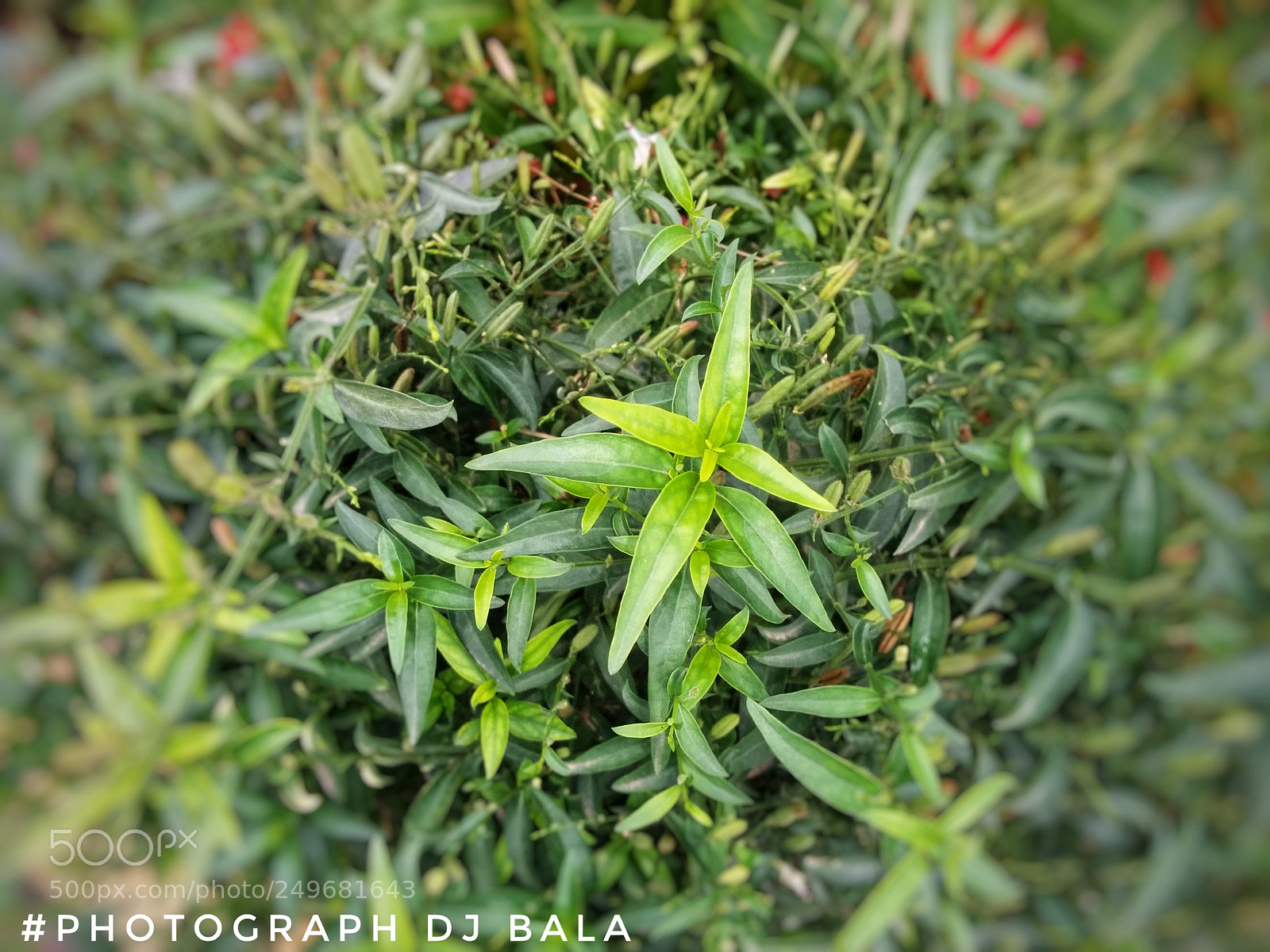LG Nexus 5 sample photo. Untitled photography