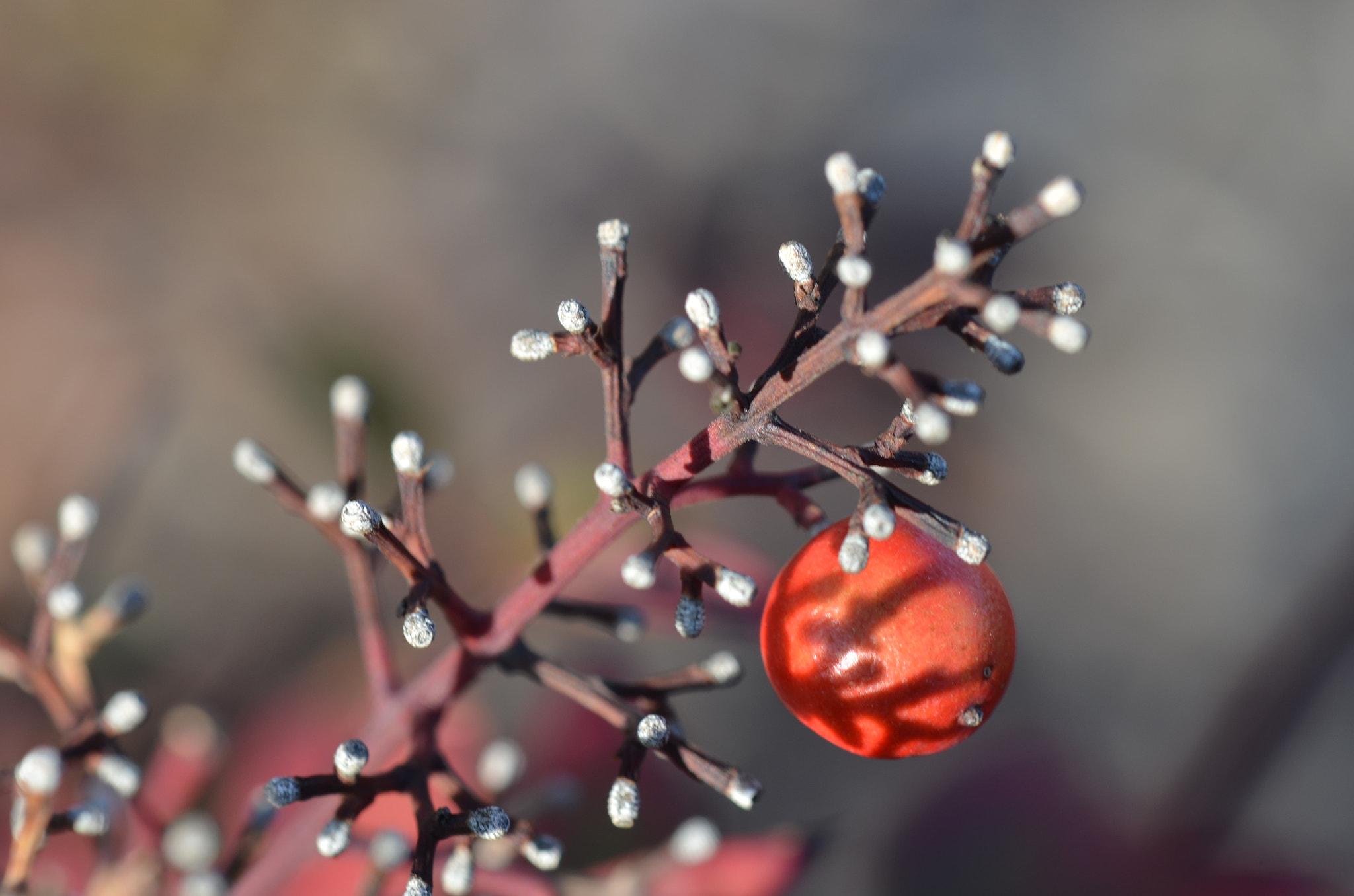 Nikon AF-S DX Micro-Nikkor 85mm F3.5G ED VR sample photo. Berry in evening photography