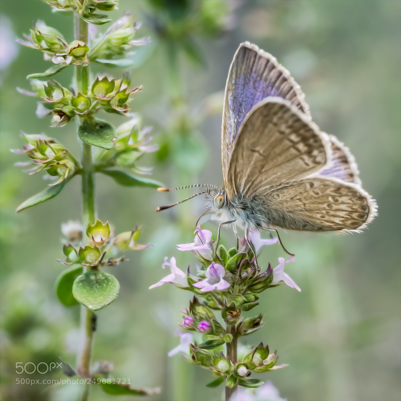 Olympus OM-D E-M5 sample photo. Art of the butterfly #2 photography