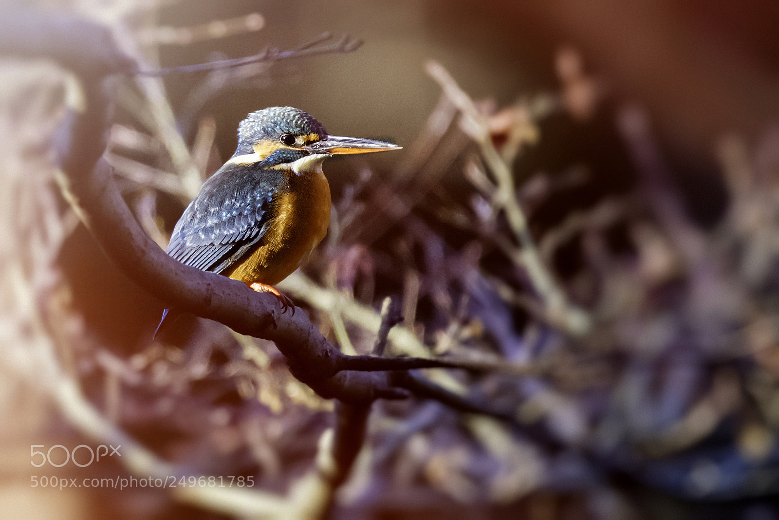 Nikon D810 sample photo. Kingfisher photography