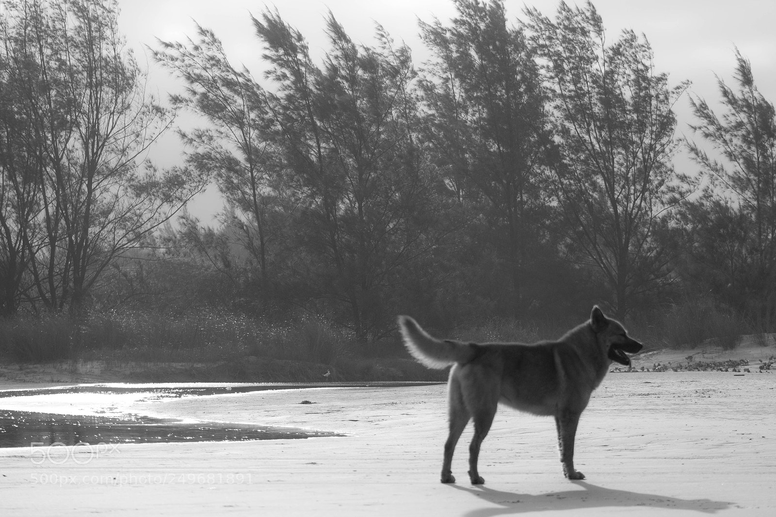 Canon EOS 1300D (EOS Rebel T6 / EOS Kiss X80) sample photo. Cachorro na praia photography