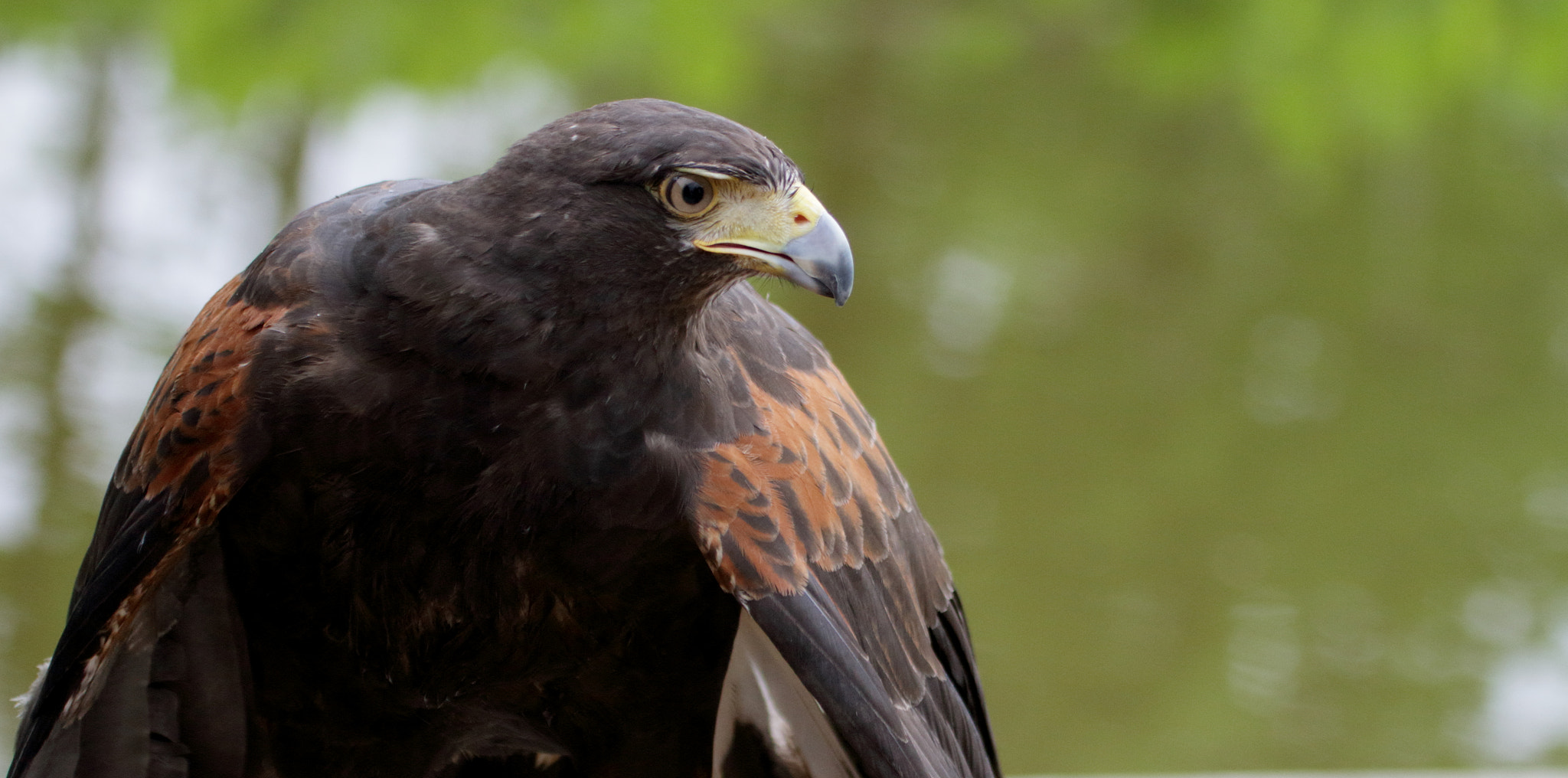 Canon EF 100-400mm F4.5-5.6L IS USM sample photo. ハリスホーク　harris hawk photography
