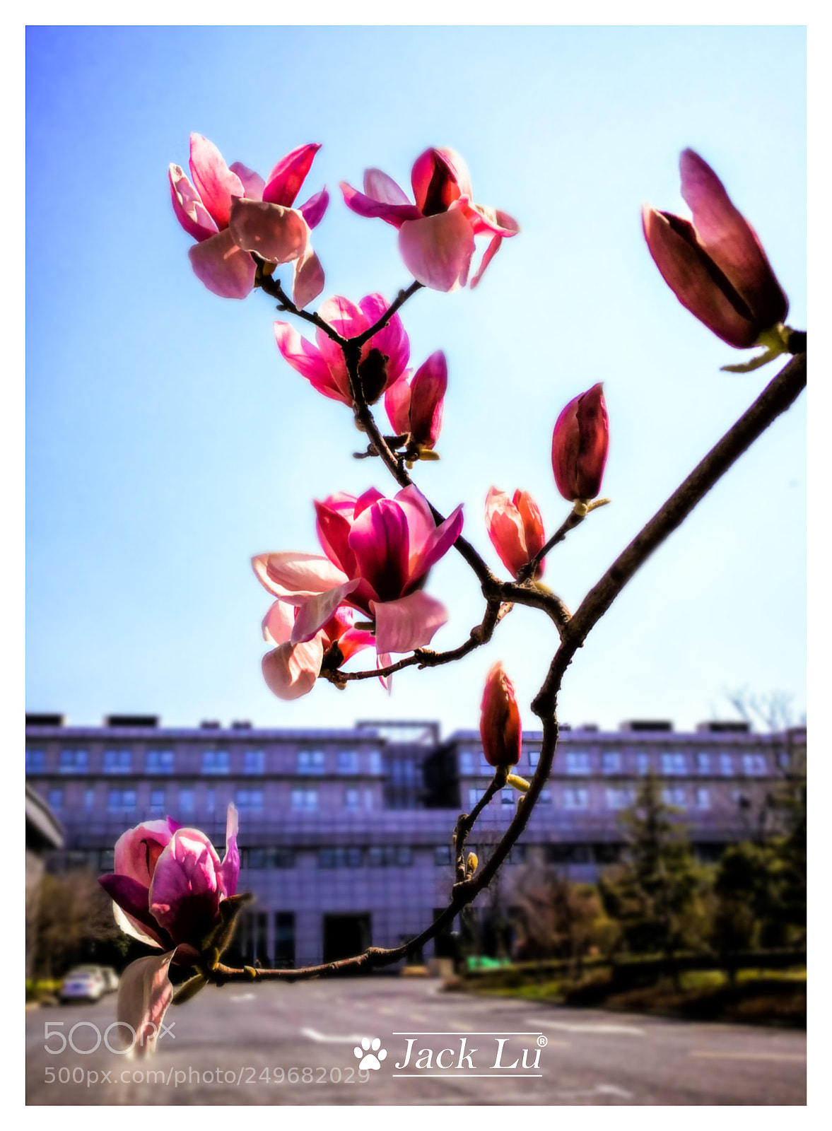 HUAWEI Mate 9 sample photo. Flower of spring photography