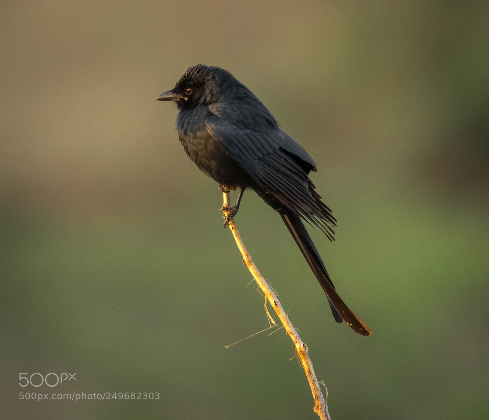 Nikon D5300 sample photo. Drongo photography