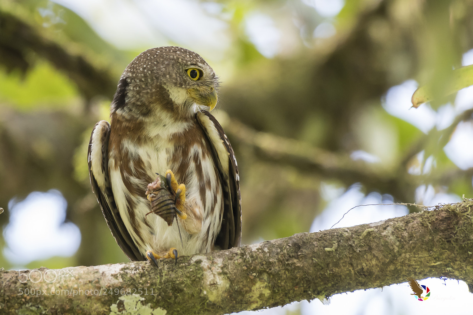 Nikon D500 sample photo. Central american pygmy-owl photography