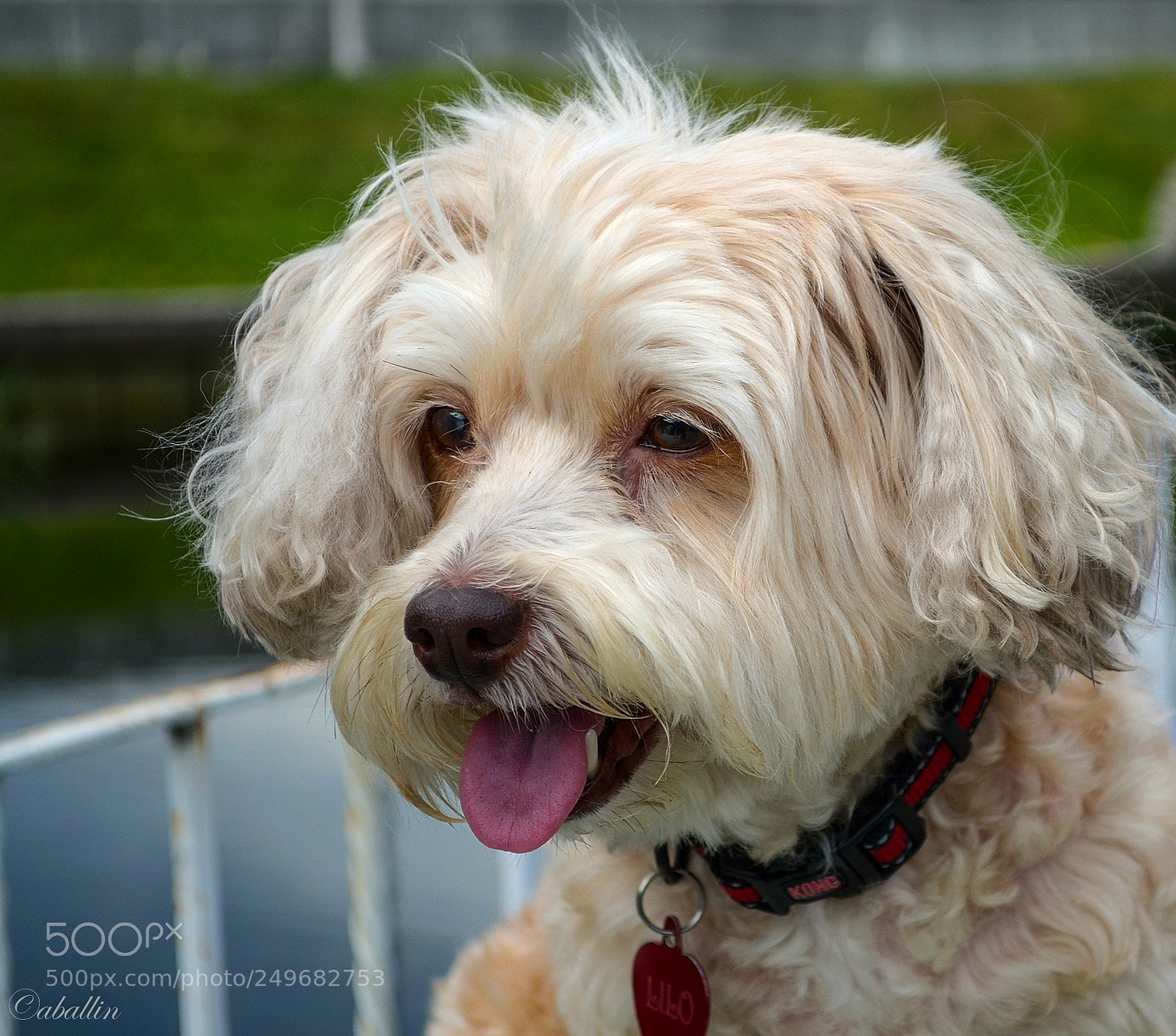 Nikon D5100 sample photo. Lilo photography