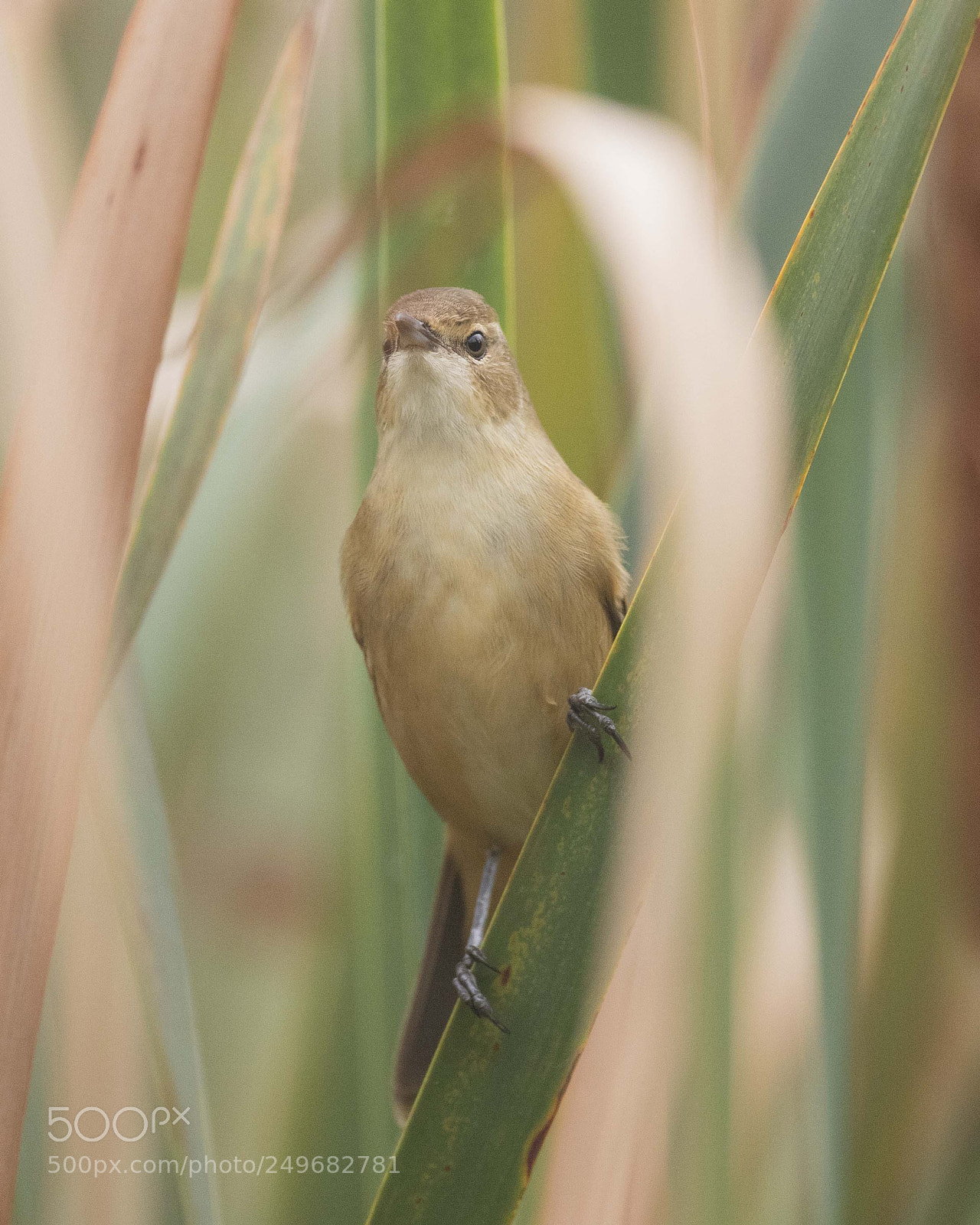 Canon EOS 5DS sample photo. Australian reed warbler lake photography