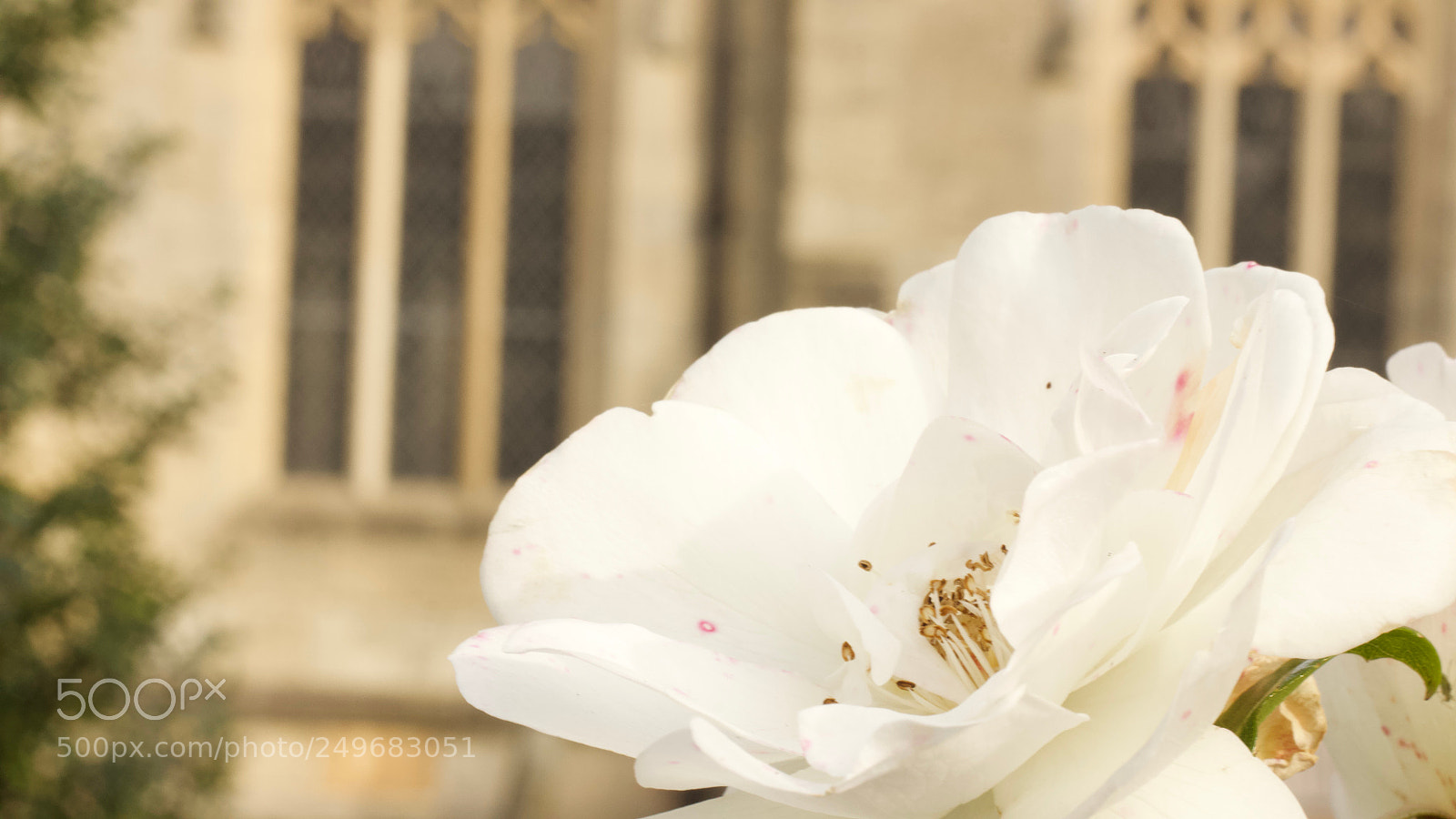 Canon EOS 600D (Rebel EOS T3i / EOS Kiss X5) sample photo. White wedding photography
