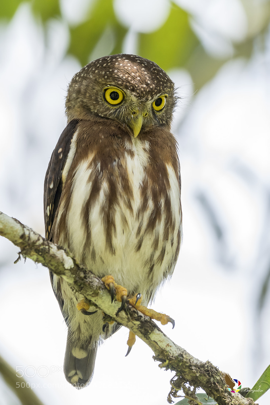 Nikon D500 sample photo. Central american pygmy-owl photography