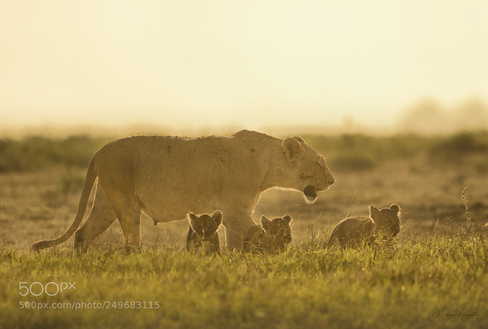 Canon EOS-1D X sample photo. Lioness with cubs photography