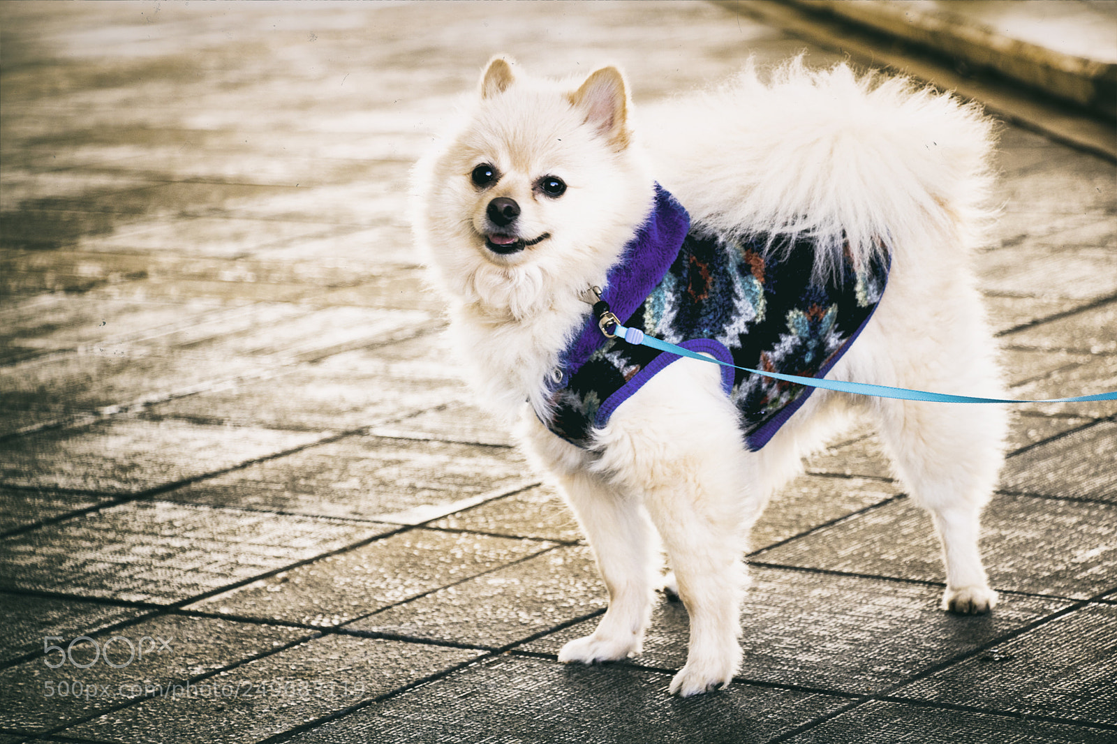 Canon EOS 750D (EOS Rebel T6i / EOS Kiss X8i) sample photo. Img photography