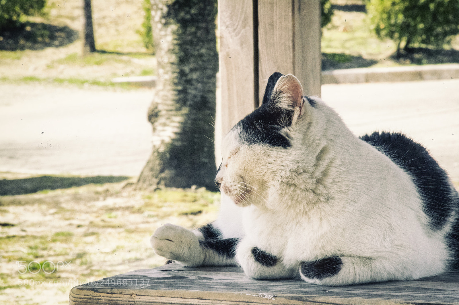 Canon EOS 750D (EOS Rebel T6i / EOS Kiss X8i) sample photo. Img photography