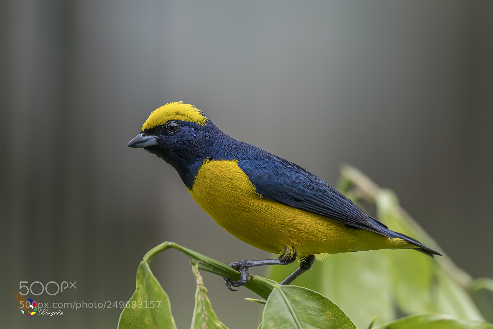Nikon D500 sample photo. Yellow-crowned euphonia photography