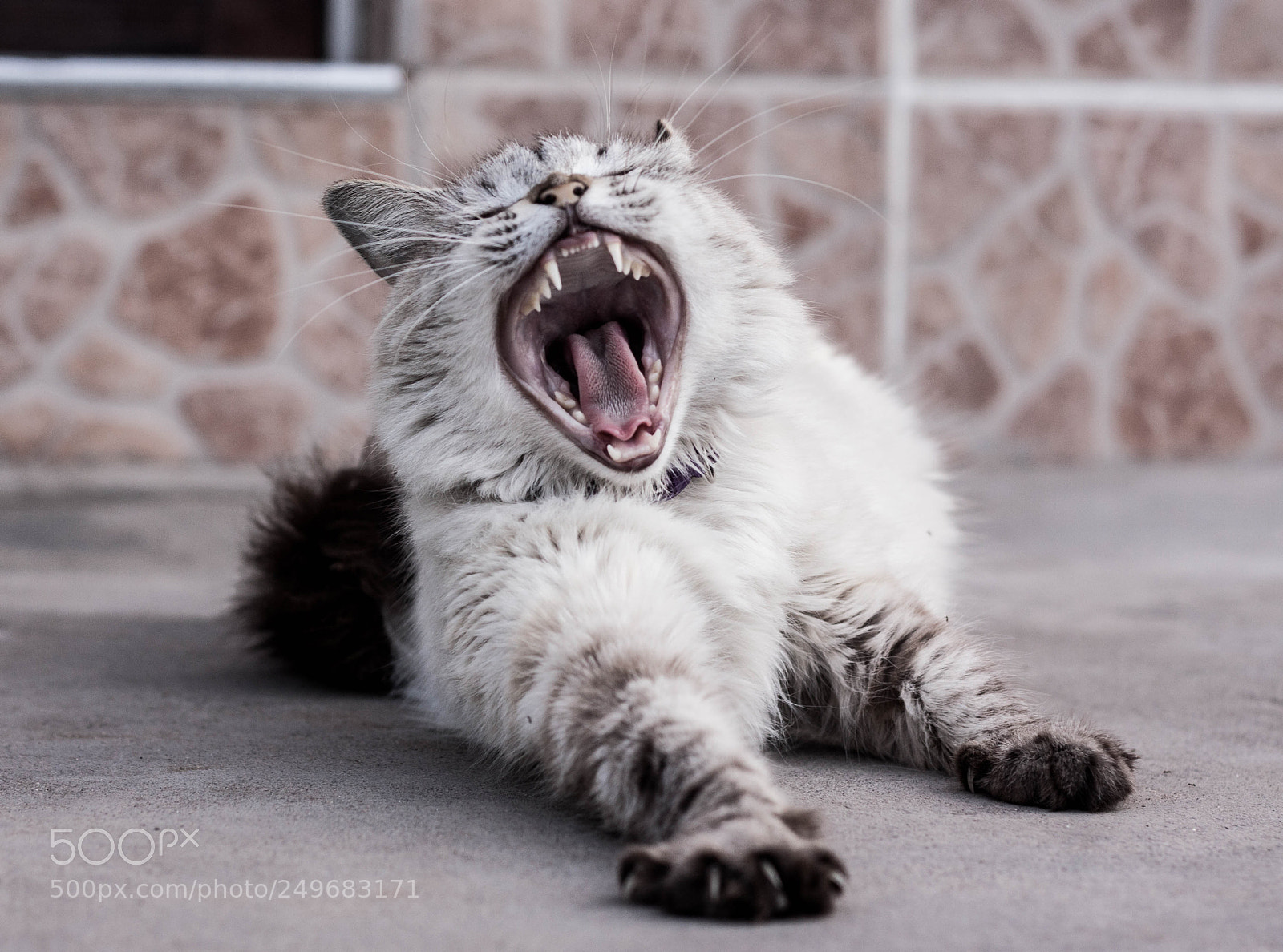 Canon EOS 50D sample photo. Sleepy cat photography