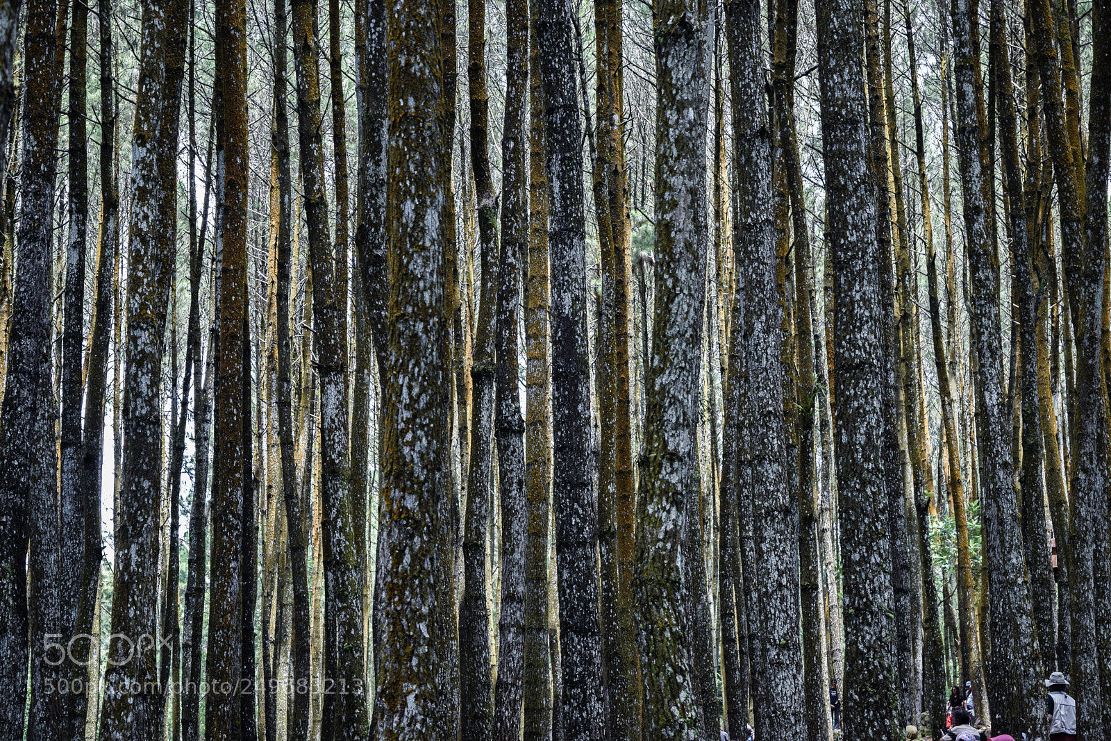 Nikon D3300 sample photo. Trees in the jungle photography