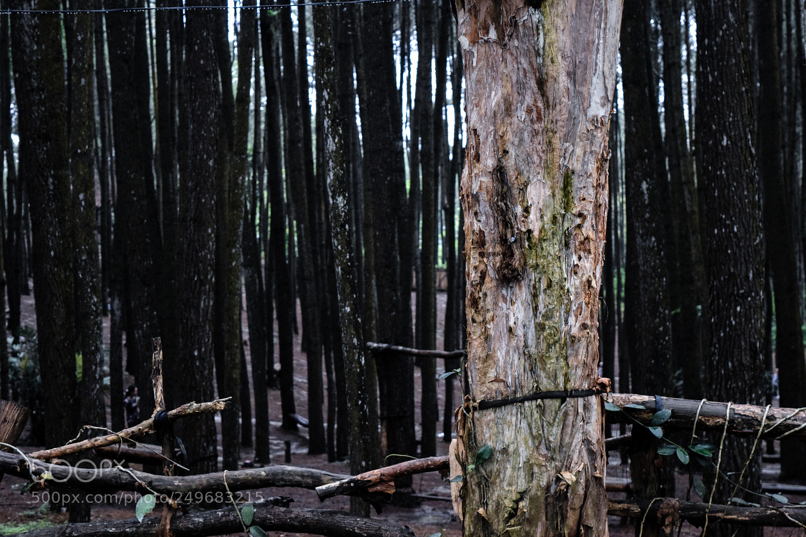 Nikon D3300 sample photo. Tree in the jungle photography