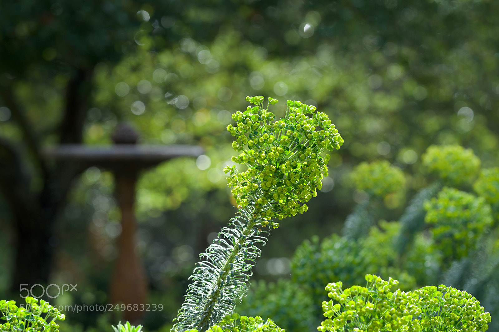 Sony a7 sample photo. A touch of green photography