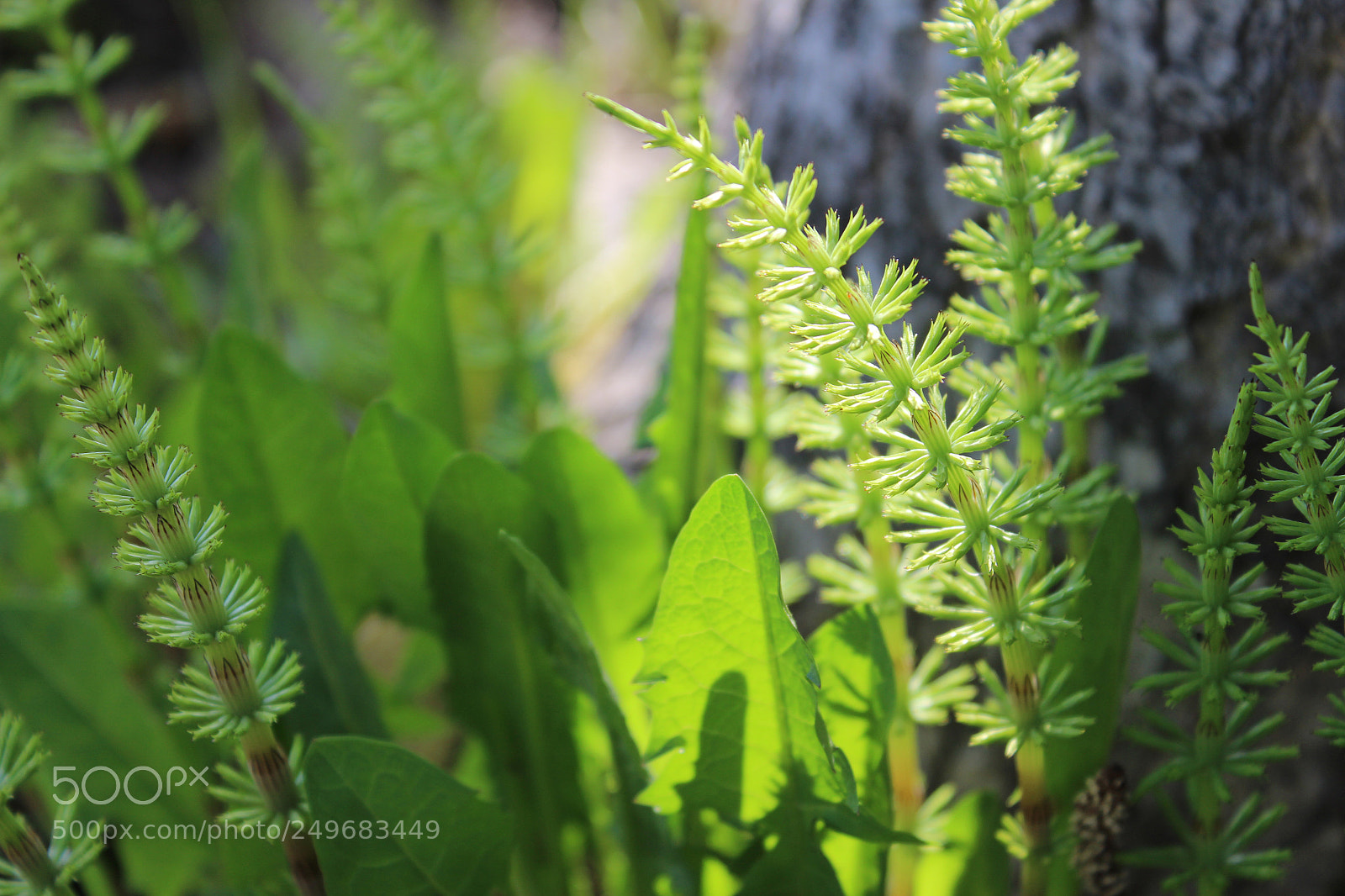 Canon EOS 600D (Rebel EOS T3i / EOS Kiss X5) sample photo. Img photography