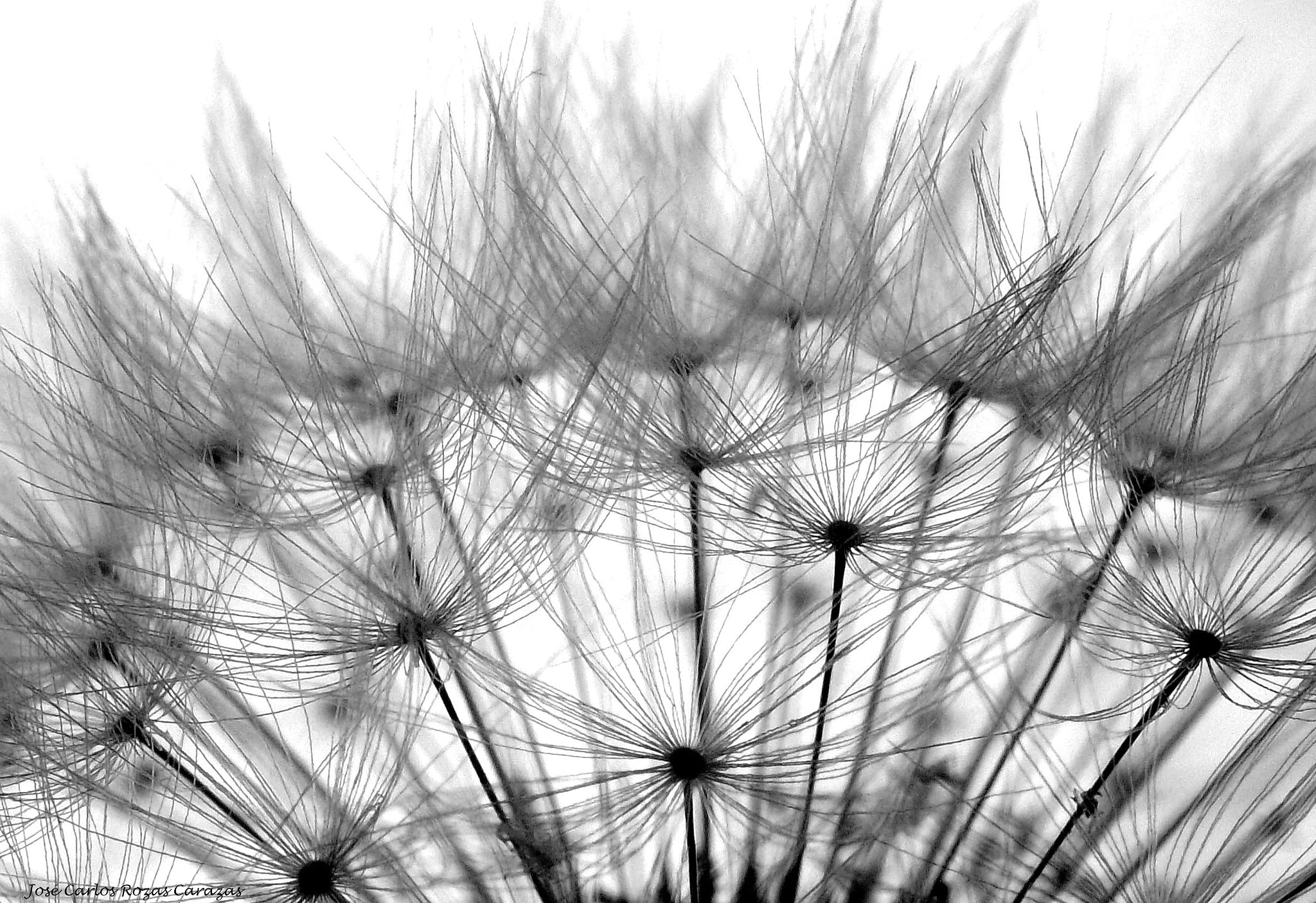 Kodak EASYSHARE MINI CAMERA, M200 sample photo. A poco de alzar el vuelo... photography