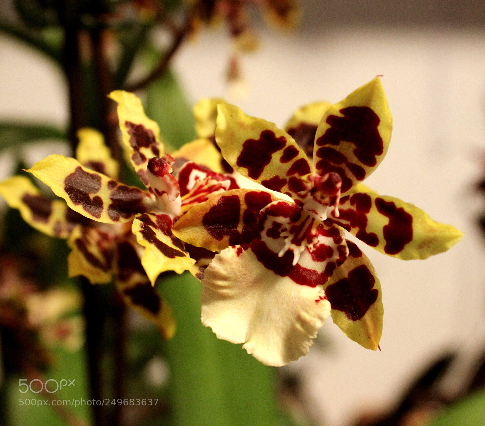 Canon EOS 600D (Rebel EOS T3i / EOS Kiss X5) sample photo. Img photography