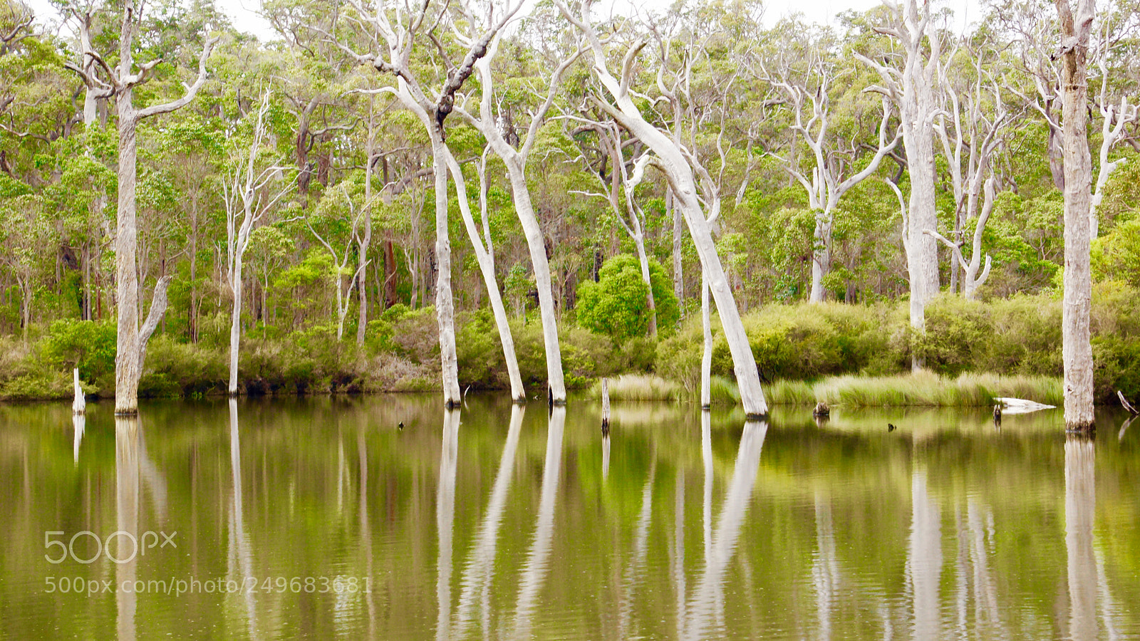 Sony SLT-A77 sample photo. Gums reflecting photography