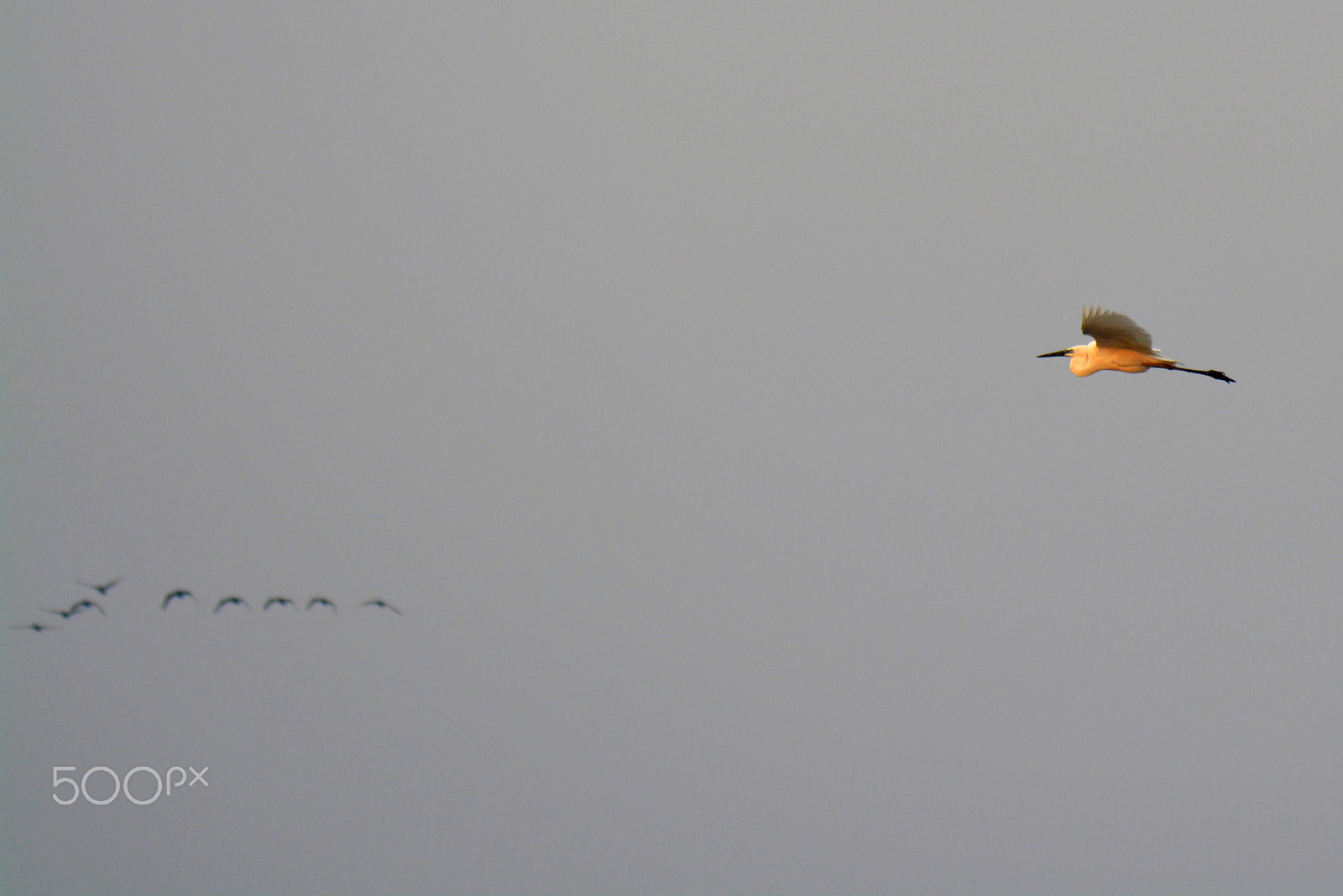 Nikon D5200 sample photo. Birds photography