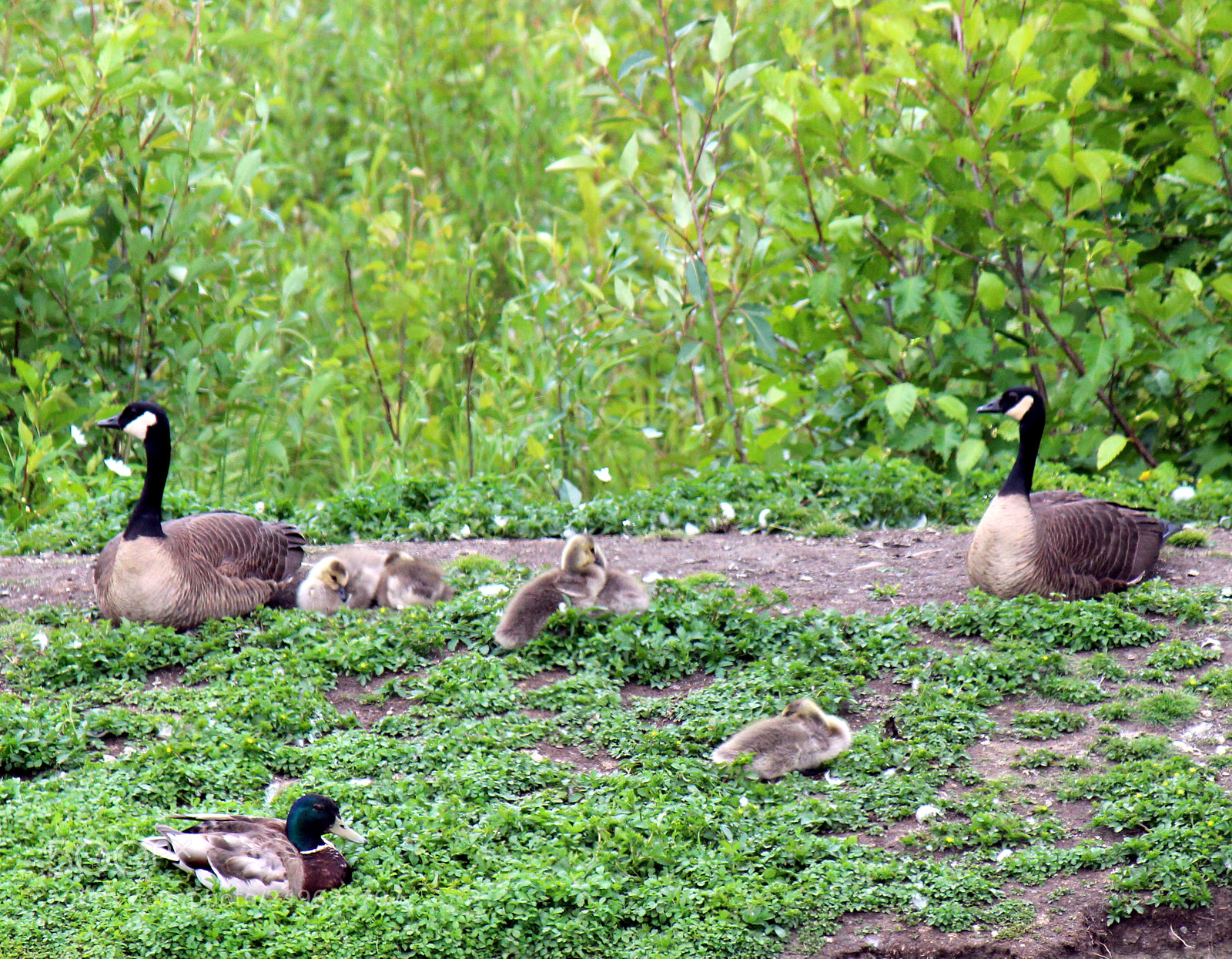 Canon EOS 600D (Rebel EOS T3i / EOS Kiss X5) sample photo. Img photography