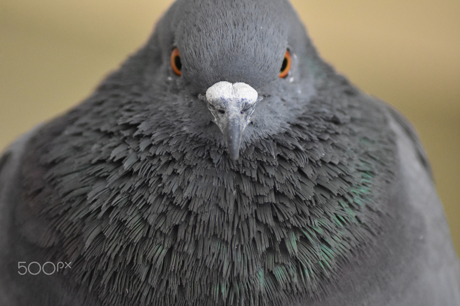 Nikon AF Nikkor 70-300mm F4-5.6G sample photo. The pigeon look, when protecting it's family from the photographer. (although the photographer... photography