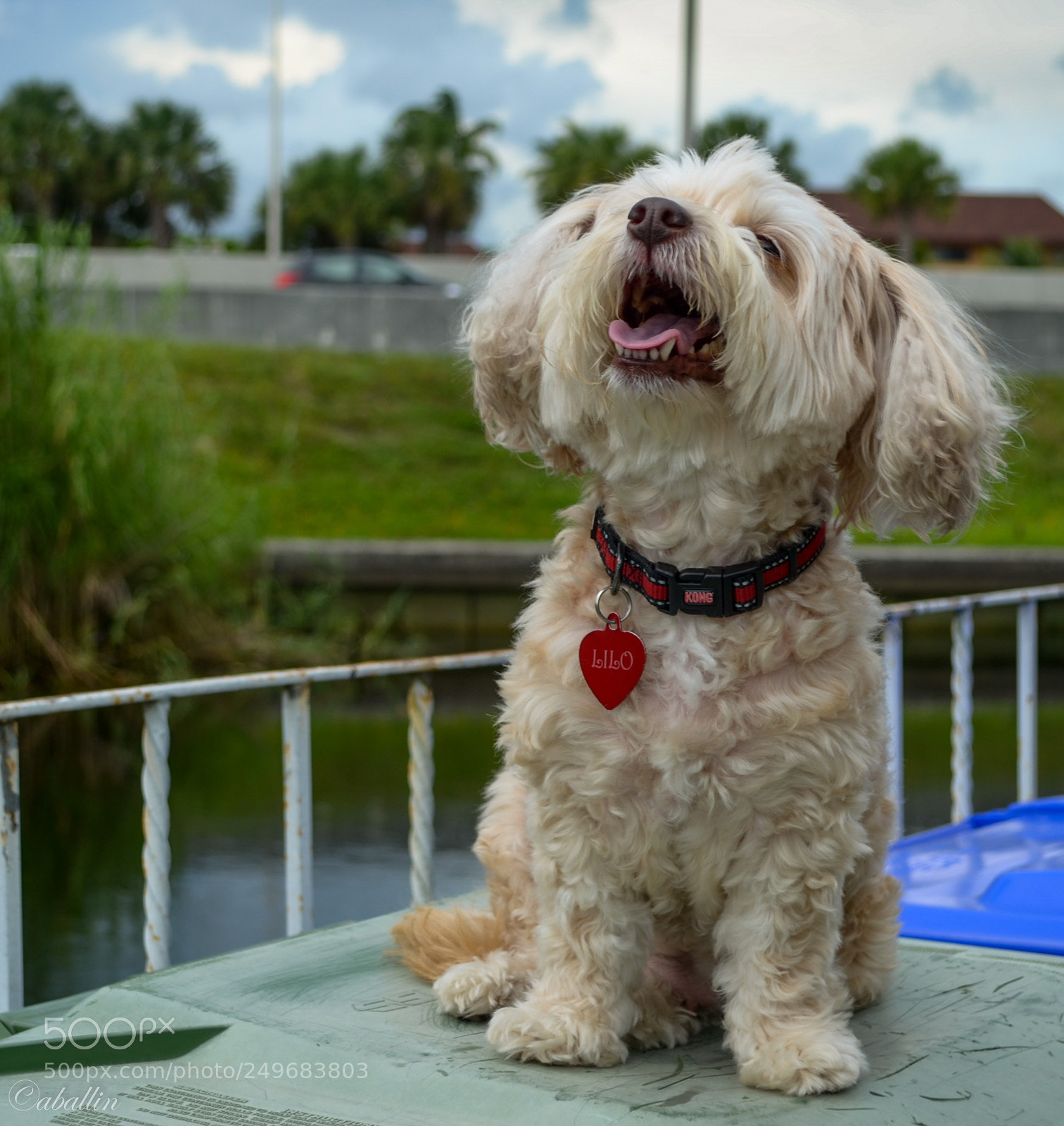Nikon D5100 sample photo. Lilo photography
