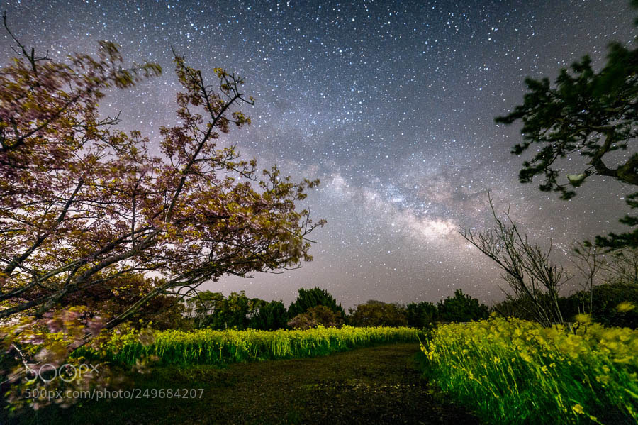 Nikon Df sample photo. Starry sky and flowers photography