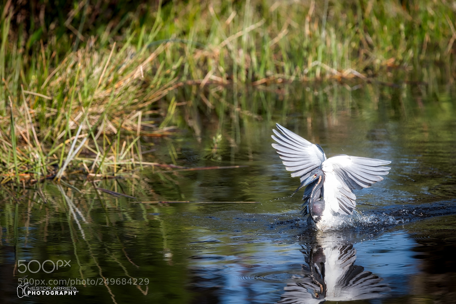 Canon EOS-1D X Mark II sample photo. Fishing photography