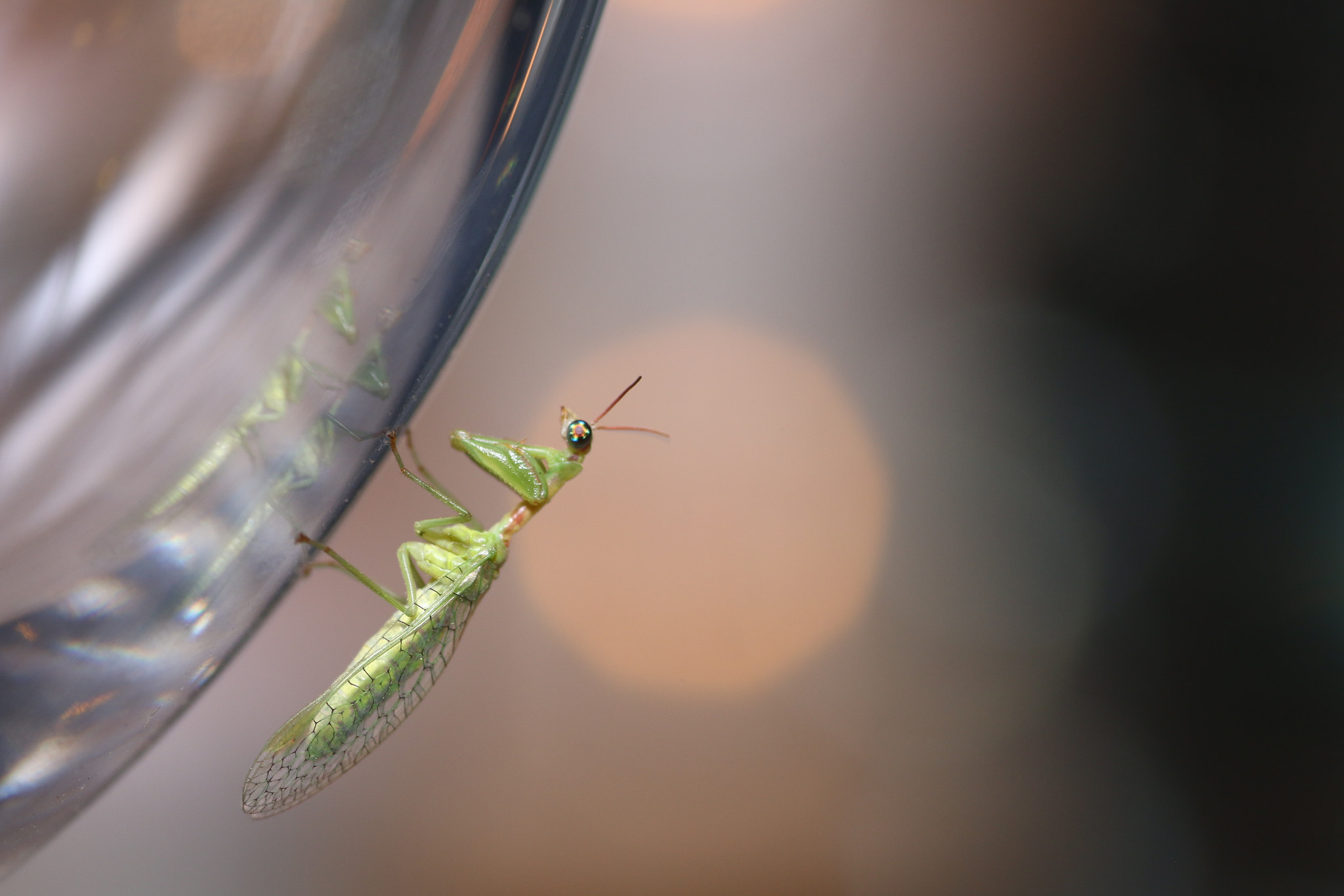 Canon EOS 70D + Tamron SP AF 90mm F2.8 Di Macro sample photo. Mantis photography