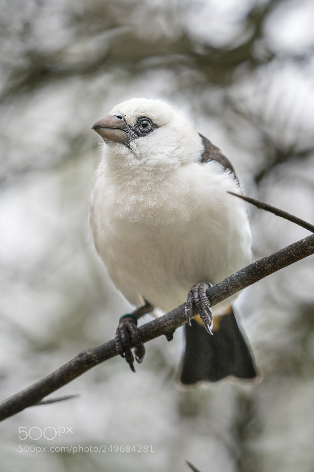 Sony a7R III sample photo. White-headed buffalo weaver photography