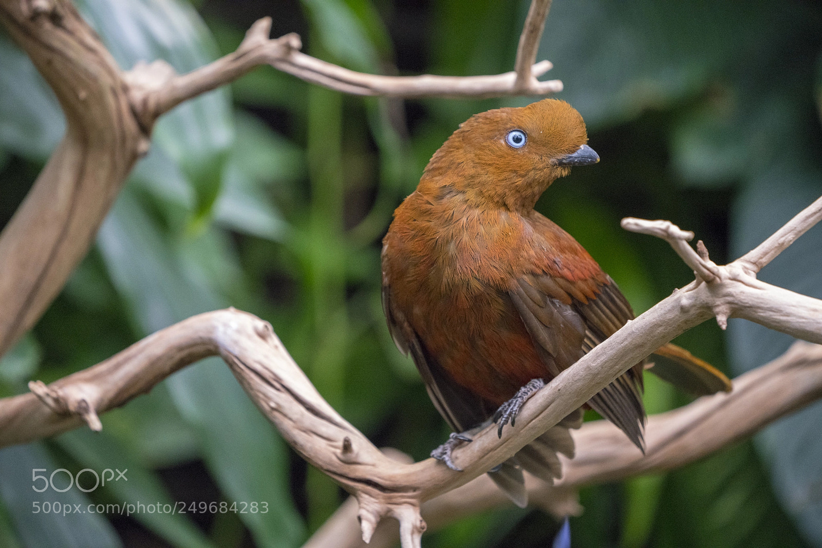 Sony a7R III sample photo. Female andean cock of photography