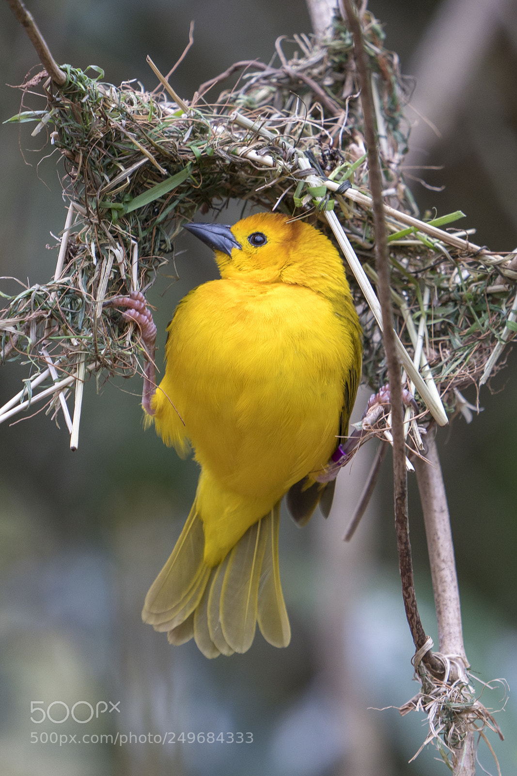 Sony a7R III sample photo. Weaver bird photography